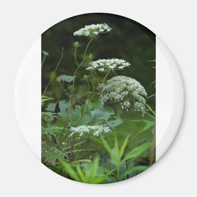 plantilla de imán de redondeo (Frente)