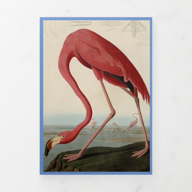 Plantilla de impresión de pájaros de Flamingo Audu (Foto de portada)