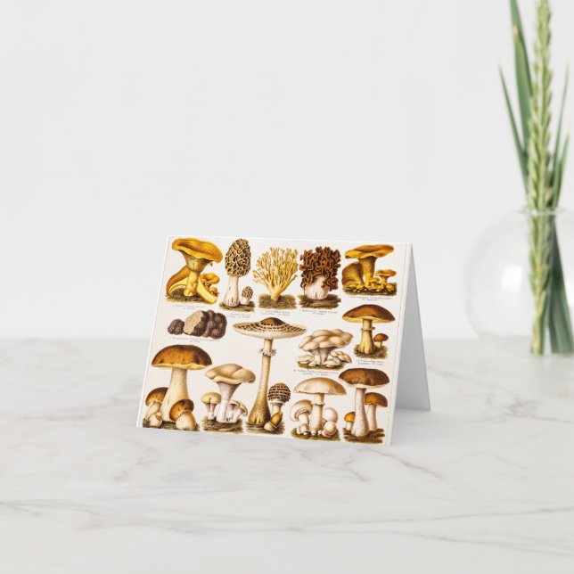 Plantilla de la variedad de la seta de los 1800s (Anverso)