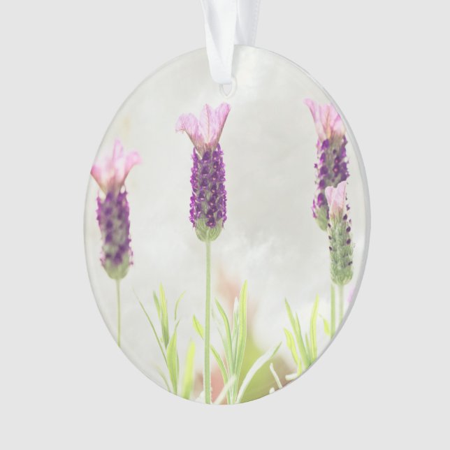 plantilla de ornamento claro (Anverso)