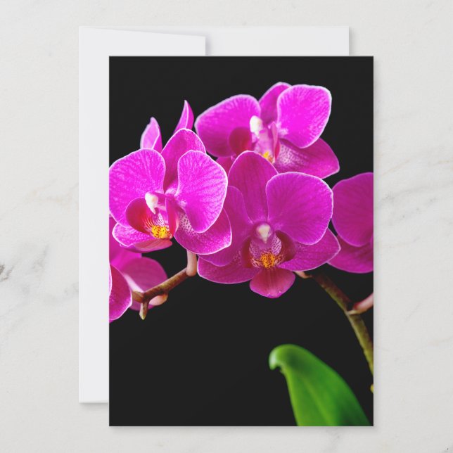 Plantilla de orquídeas de flores de orquídeas de c (Anverso)