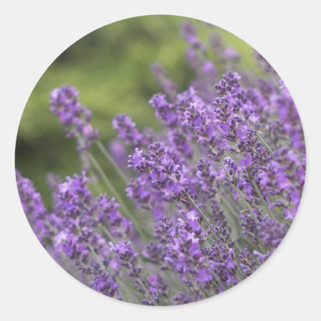 Plantilla de Pegatina de relleno - Personalizada (Anverso)