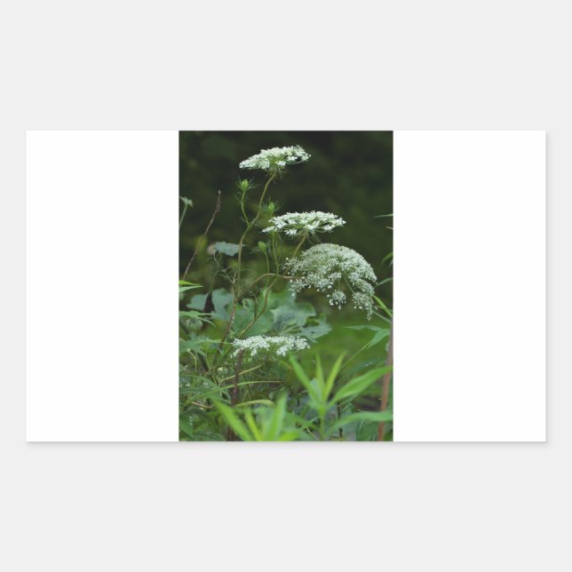 plantilla de pegatina rectangular (Anverso)