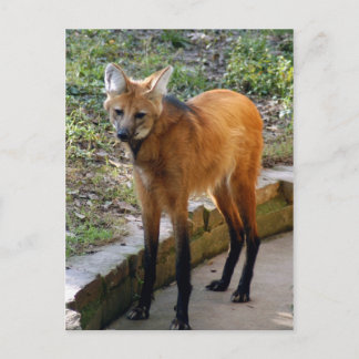 Plantilla de postal 4x6