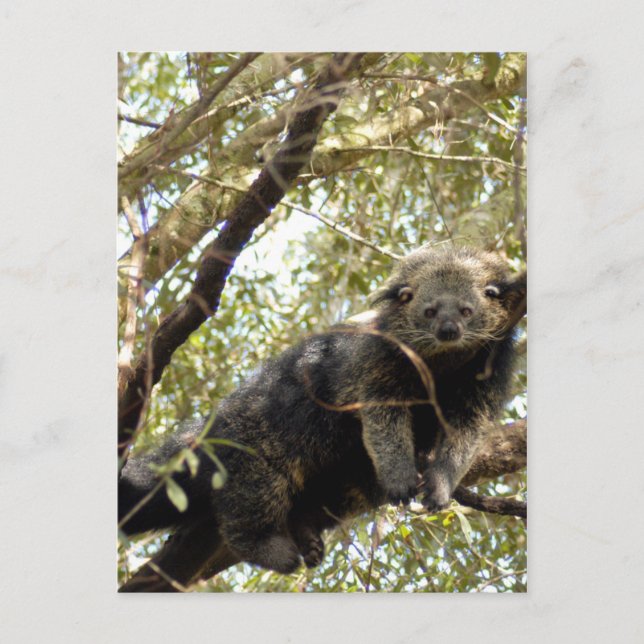 Plantilla de postal 5x7 (Anverso)