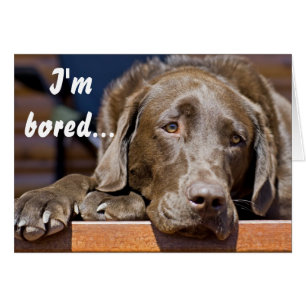 Plantilla de recuperación con foto de Labrador Ret