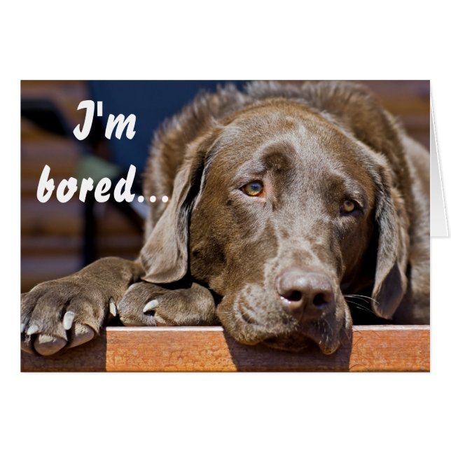 Plantilla de recuperación con foto de Labrador Ret (Anverso (Horizontal))