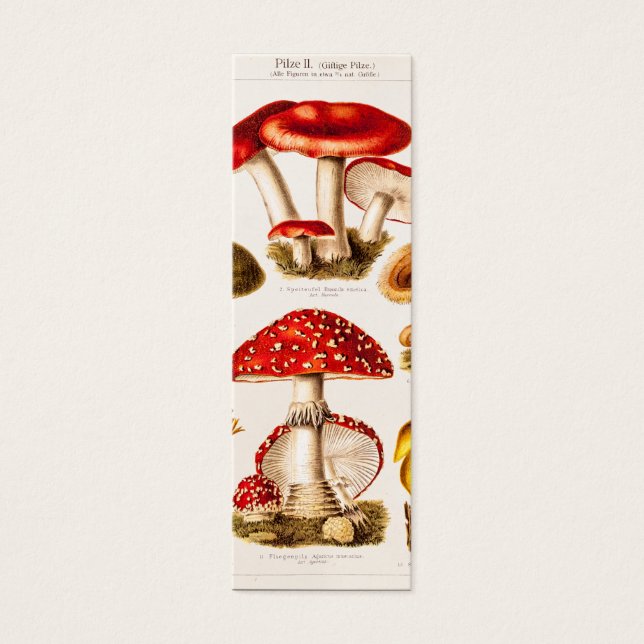 Plantilla de variedad de hongos del siglo XIX (Frente)