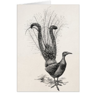 Plantilla del ilustracion del Lyrebird del pájaro