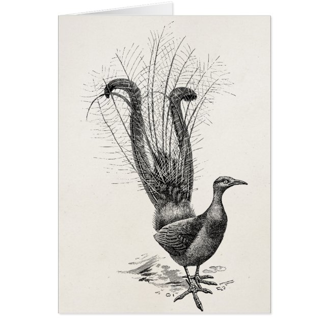 Plantilla del ilustracion del Lyrebird del pájaro (Frente)