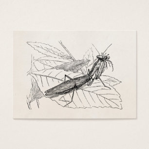 Plantilla del insecto de la mantis religiosa del
