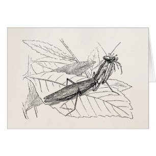 Plantilla del insecto de la mantis religiosa del