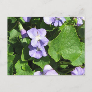 Plantilla horizontal de postal - Personalizada