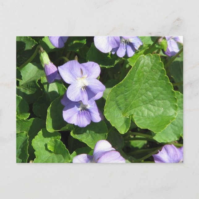 Plantilla horizontal de postal - Personalizada (Anverso)