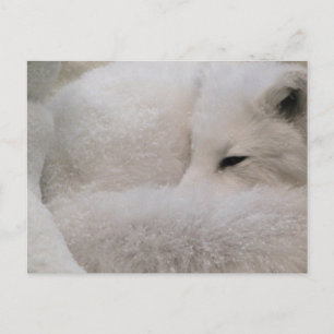 Plantilla horizontal de postal - Personalizada