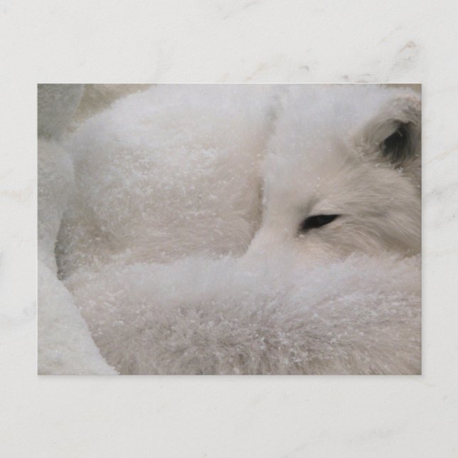 Plantilla horizontal de postal - Personalizada (Anverso)