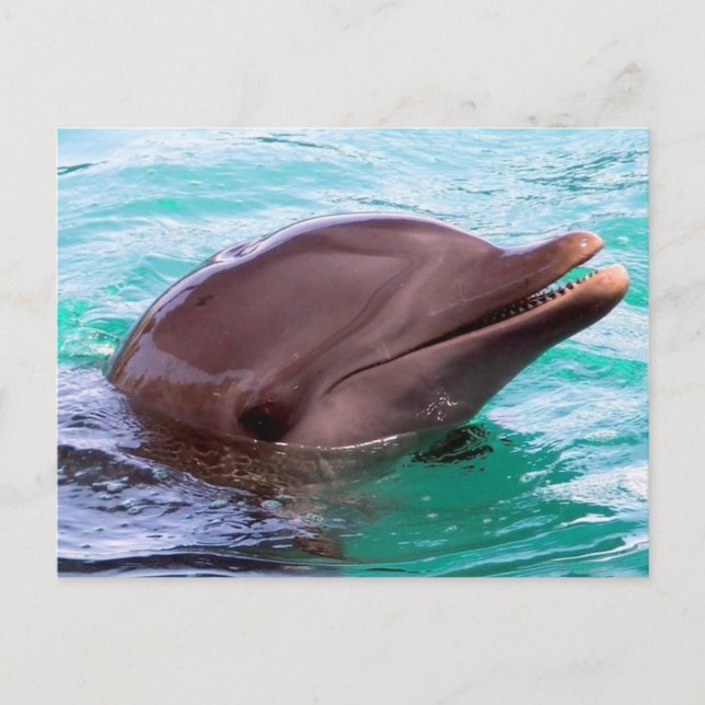 Plantilla horizontal de postal - Personalizada (Anverso)