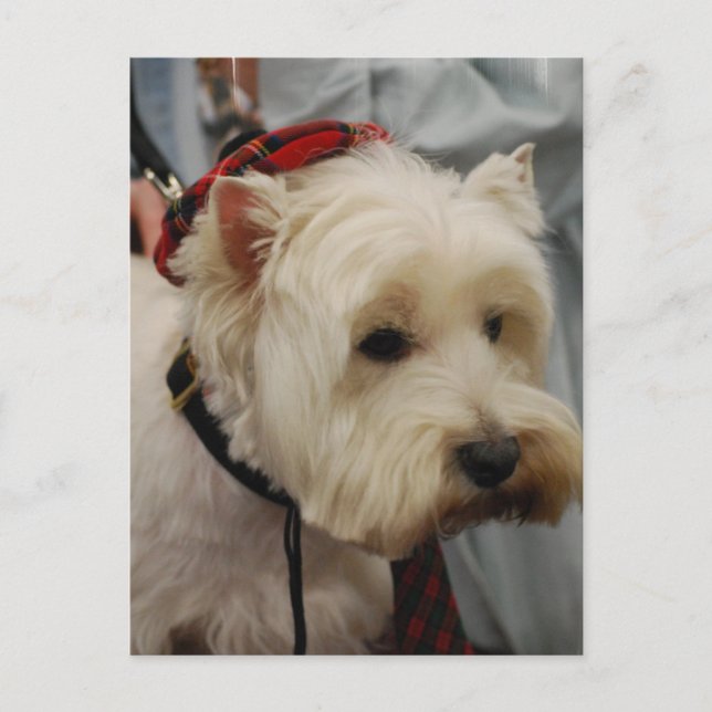 Plantilla vertical postal - Personalizada (Anverso)