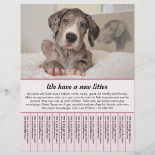 plantillas de folletos de cachorros en venta
