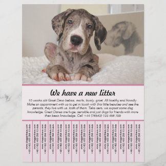 plantillas de folletos de cachorros en venta