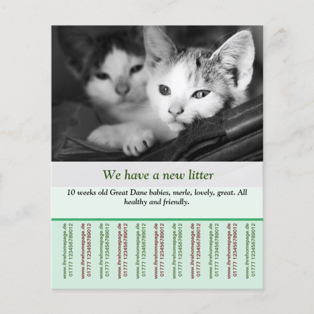 plantillas de folletos de gatitos en venta (Frente)