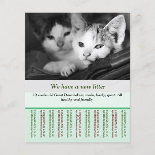 plantillas de volante de kitten para la venta