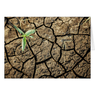 Plántula en tierra agrietada
