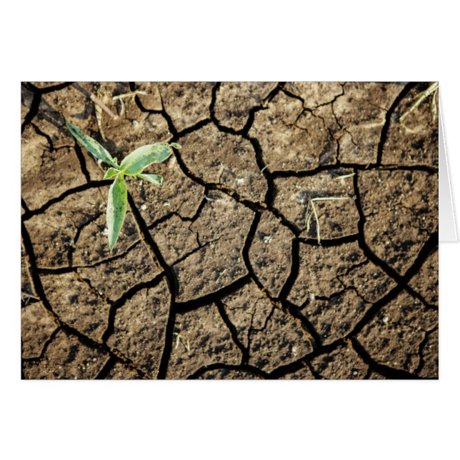 Plántula en tierra agrietada (Anverso (Horizontal))