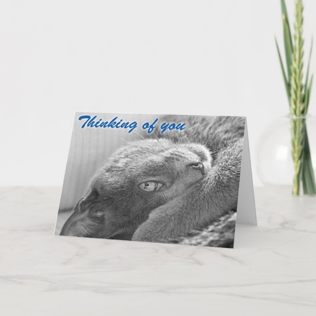 Platee la tarjeta de felicitación del gato (Anverso)
