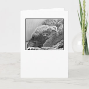 Platee la tarjeta de felicitación del gato