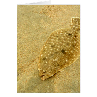 Platija
