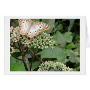 Platinum Monarach Butterfly