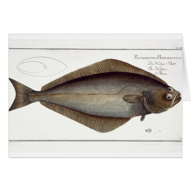 Plato de Halibut (Pleuronectas Hippoglossus) XLVII (Anverso (Horizontal))