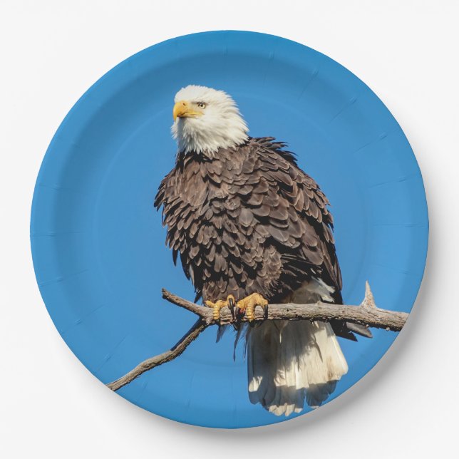 Plato De Papel Águila calva en una rama de árbol (Anverso)