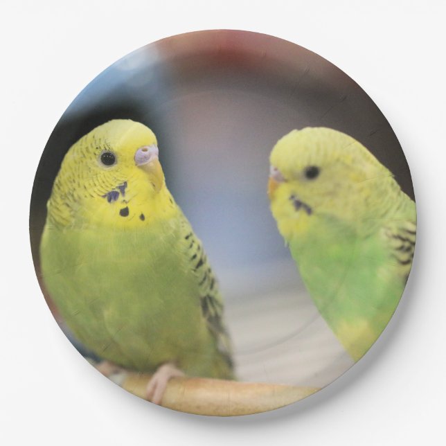 Plato De Papel Agujas serias (Anverso)