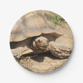 Plato De Papel Ala aldabra