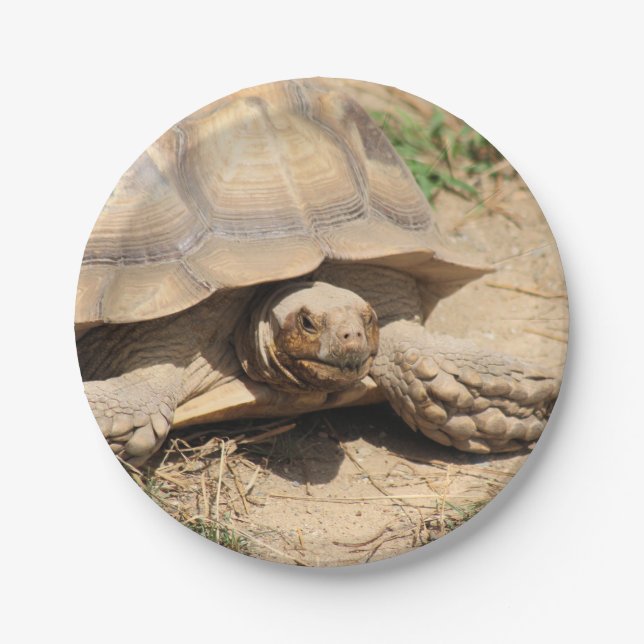Plato De Papel Ala aldabra (Anverso)