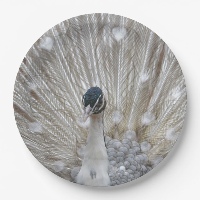 Plato De Papel Albino Peacock (Anverso)