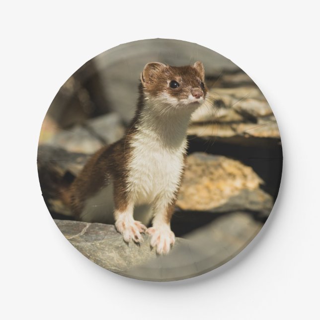 Plato De Papel Alert Weasel (Anverso)