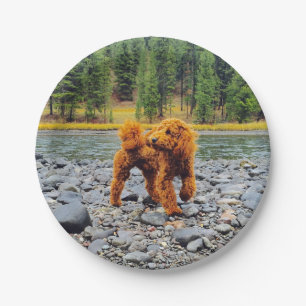 Plato De Papel Apricot Poodle - Regalo de Personalizable