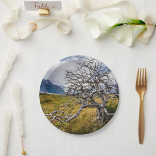 Plato De Papel Árbol quemado, Torres del Paine, Chile