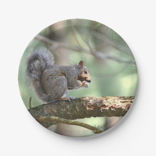 Plato De Papel Ardilla En Placa De Papel Forestal