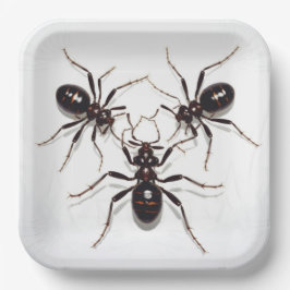 Plato De Papel Assiettes en carton  Ant Feast