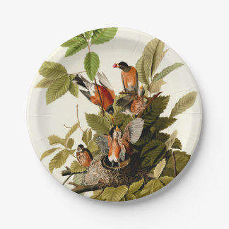 Plato De Papel Audubon American Robin Wildlife Bird Ilustracion