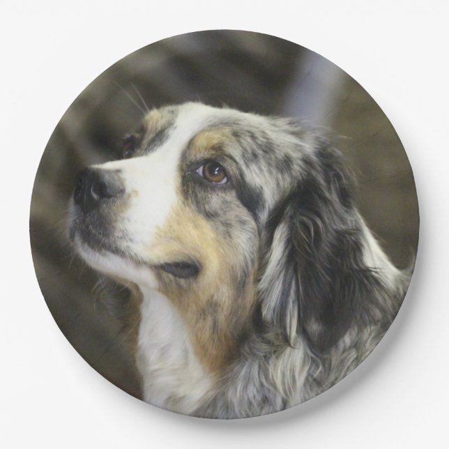 Plato De Papel Aussie (Anverso)