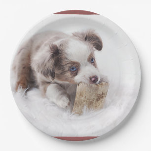 Plato De Papel australiana red merle pup