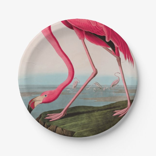 Plato De Papel Aves de flamenco norteamericanas impresas Audubon (Anverso)