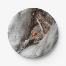 Base de cartón fota de una mariquita