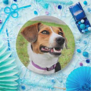 Plato De Papel Beagle