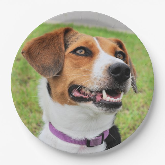 Plato De Papel Beagle (Anverso)